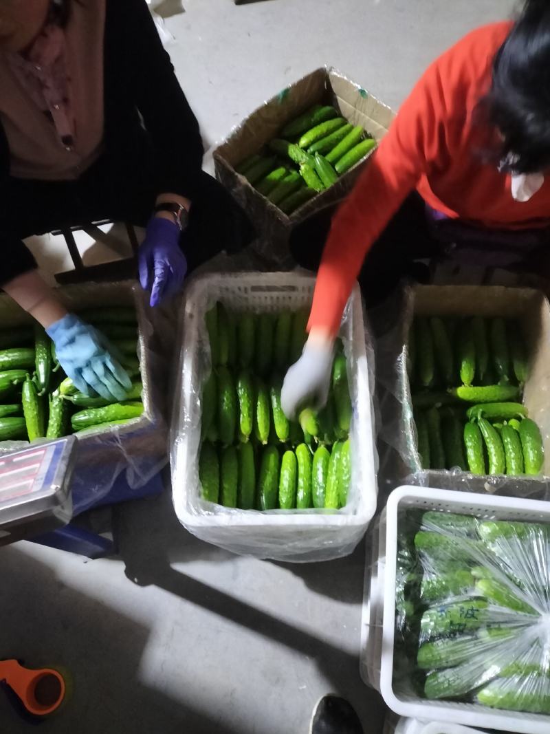 旱黄瓜大量上市，品质口感很好，产地发货，天天有货