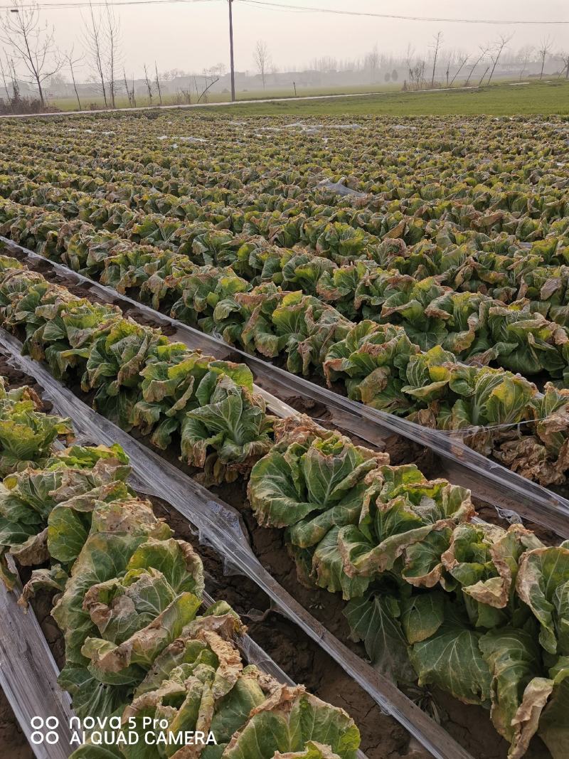 精品娃娃菜，大娃娃菜，小娃娃菜，代收代发全国各地。