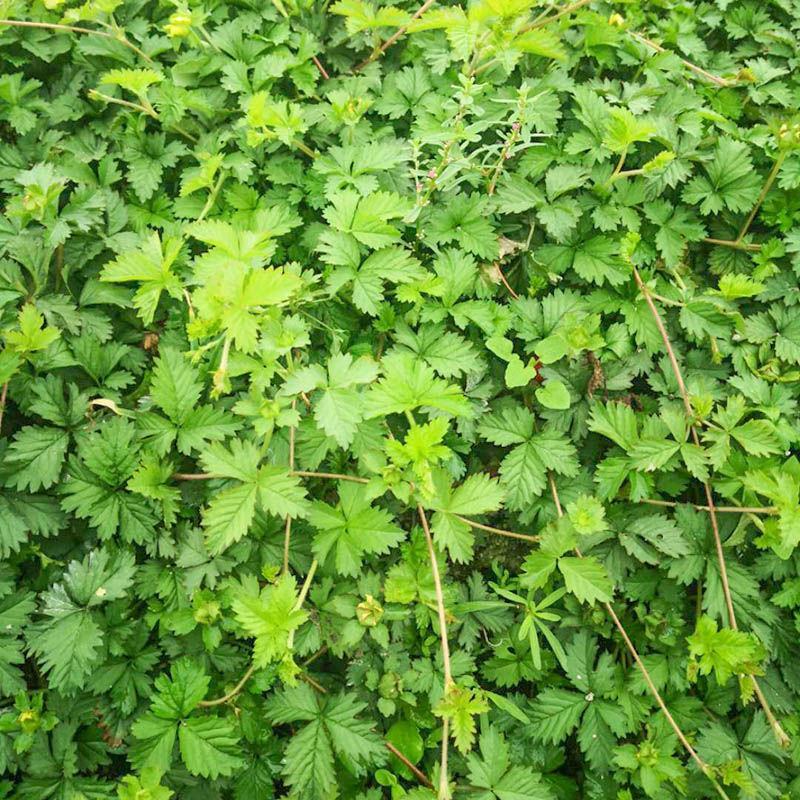 蛇莓草新鲜野生三脚虎和尚头草蛇莓龙吐珠倒地枚现采中
