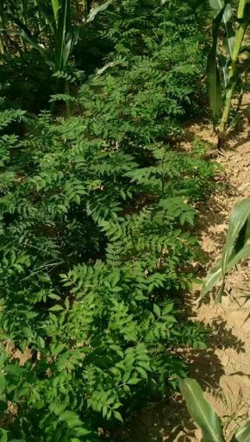 大红袍花椒苗1年2年苗种苗，果味纯正，质量保证根系发达