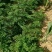 大红袍花椒苗1年2年苗种苗，果味纯正，质量保证根系发达