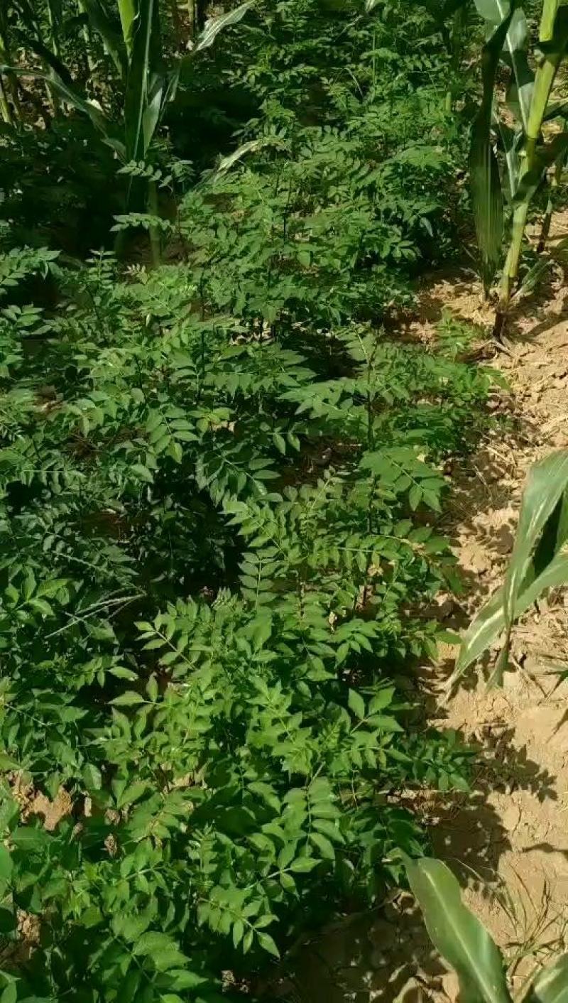 大红袍花椒苗1年2年苗种苗，果味纯正，质量保证根系发达