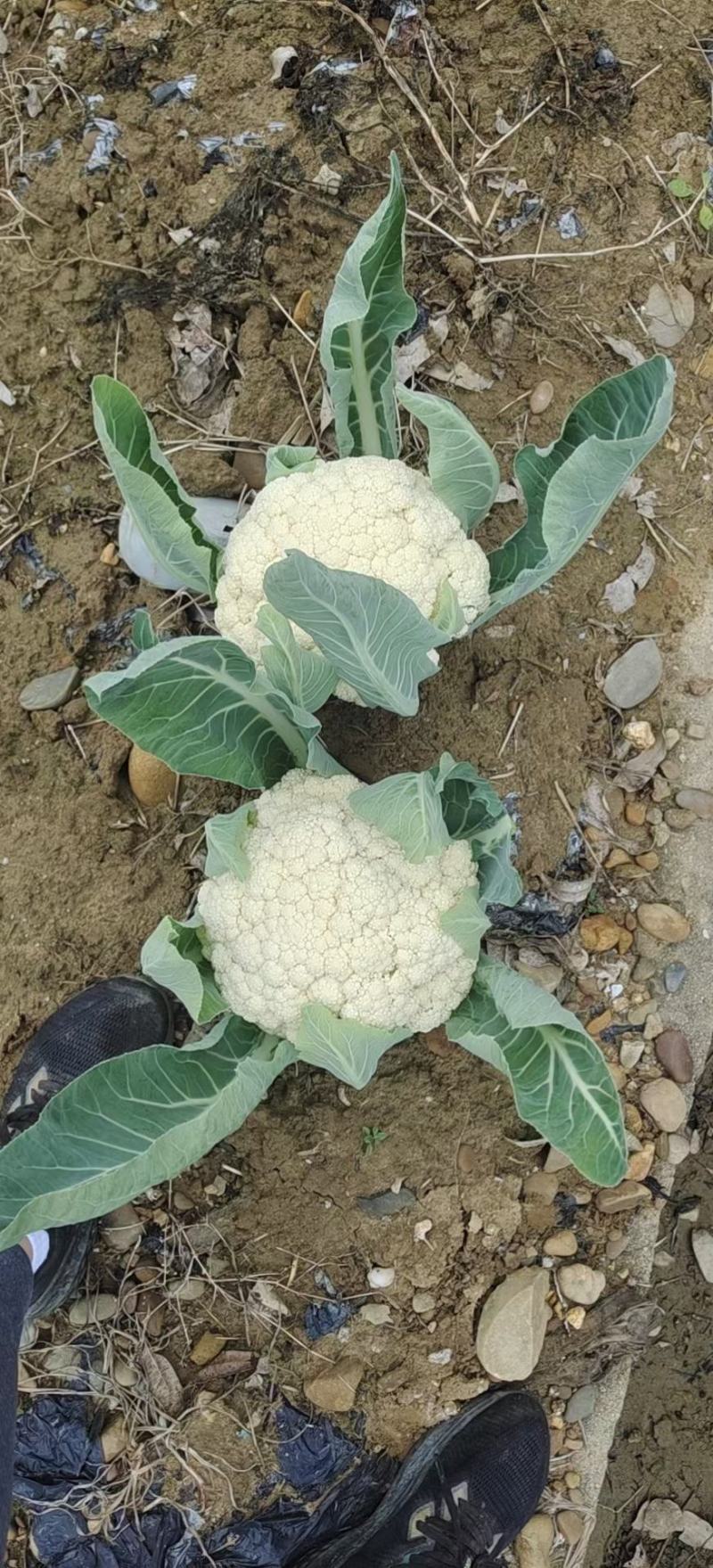 花菜，白面青梗散花，本人自己种植100亩，精品有机花菜