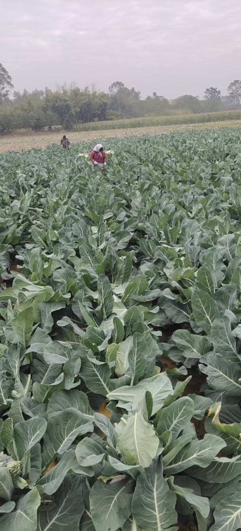 花菜，白面青梗散花，本人自己种植100亩，精品有机花菜