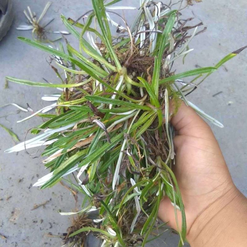 天青地白草野生细叶鼠曲草又叫上青下白或小火草精选