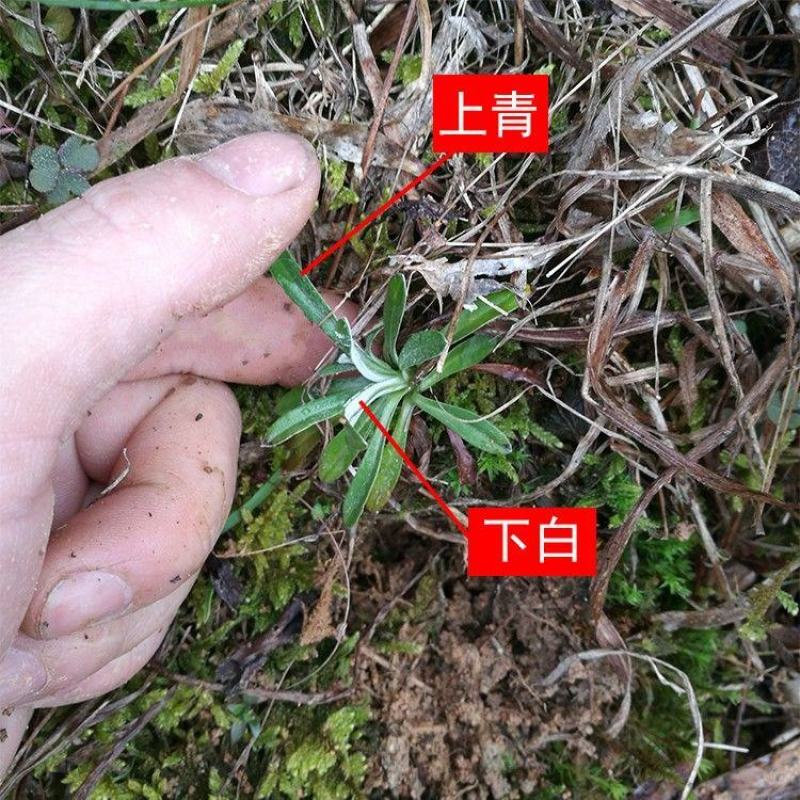 天青地白草野生细叶鼠曲草又叫上青下白或小火草精选
