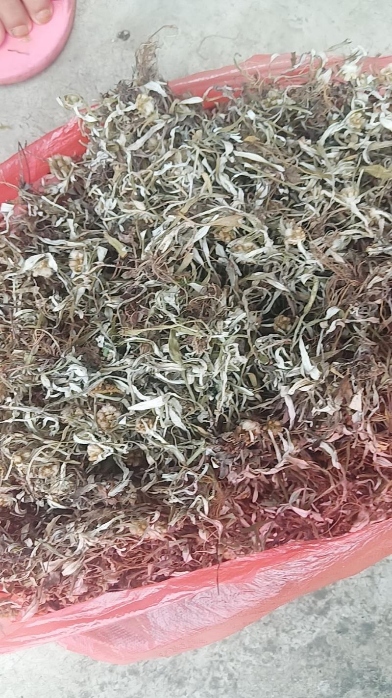 天青地白草野生细叶鼠曲草又叫上青下白或小火草精选