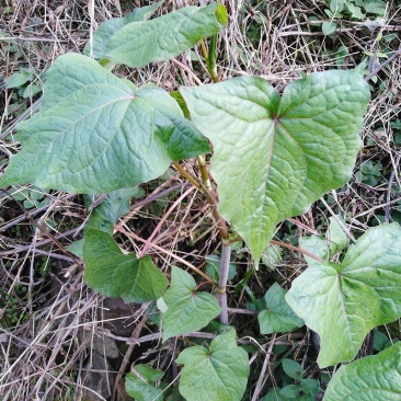 金荞麦赤地利野兰荞根苦荞头野荞子荞麦三七野荞麦根