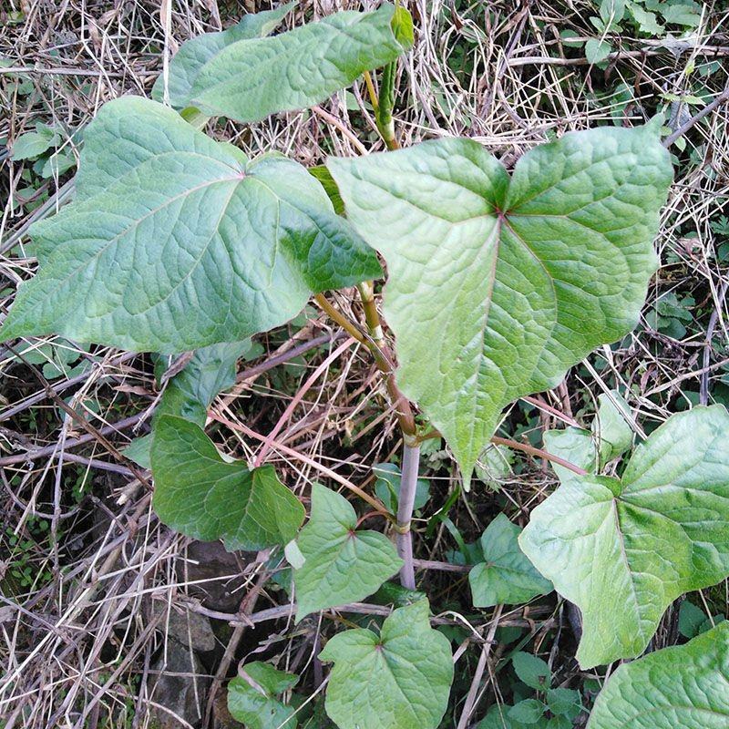 金荞麦赤地利野兰荞根苦荞头野荞子荞麦三七野荞麦根
