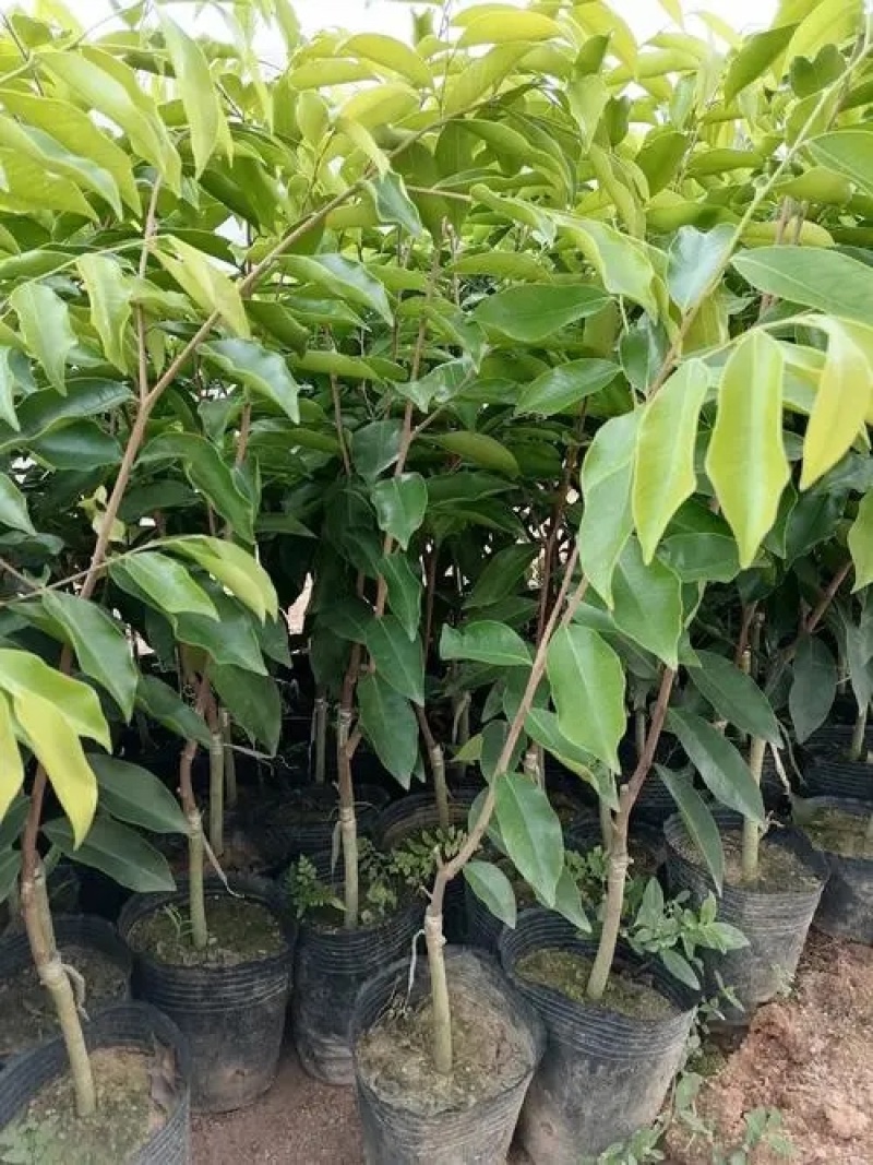 奇楠沉香树苗基地批发