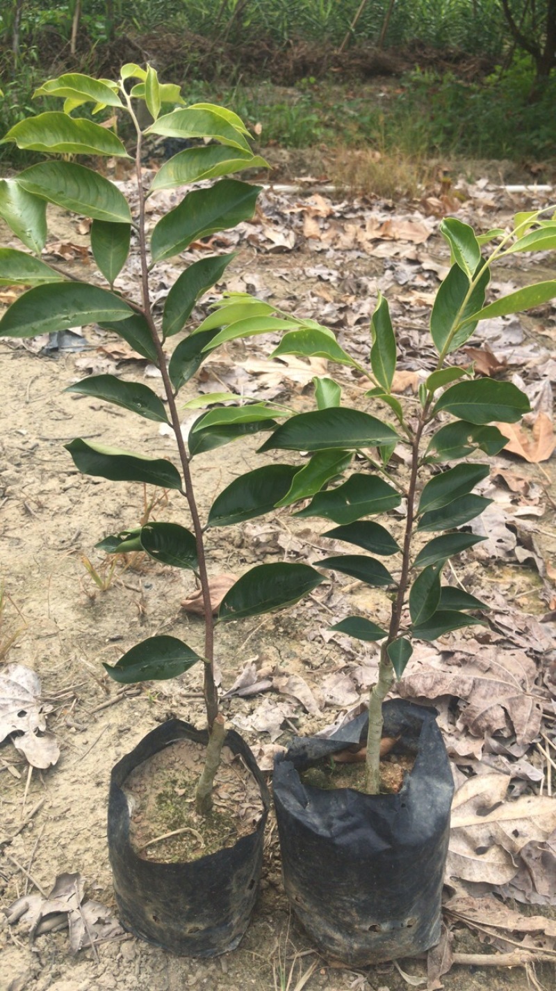 奇楠沉香树苗基地批发