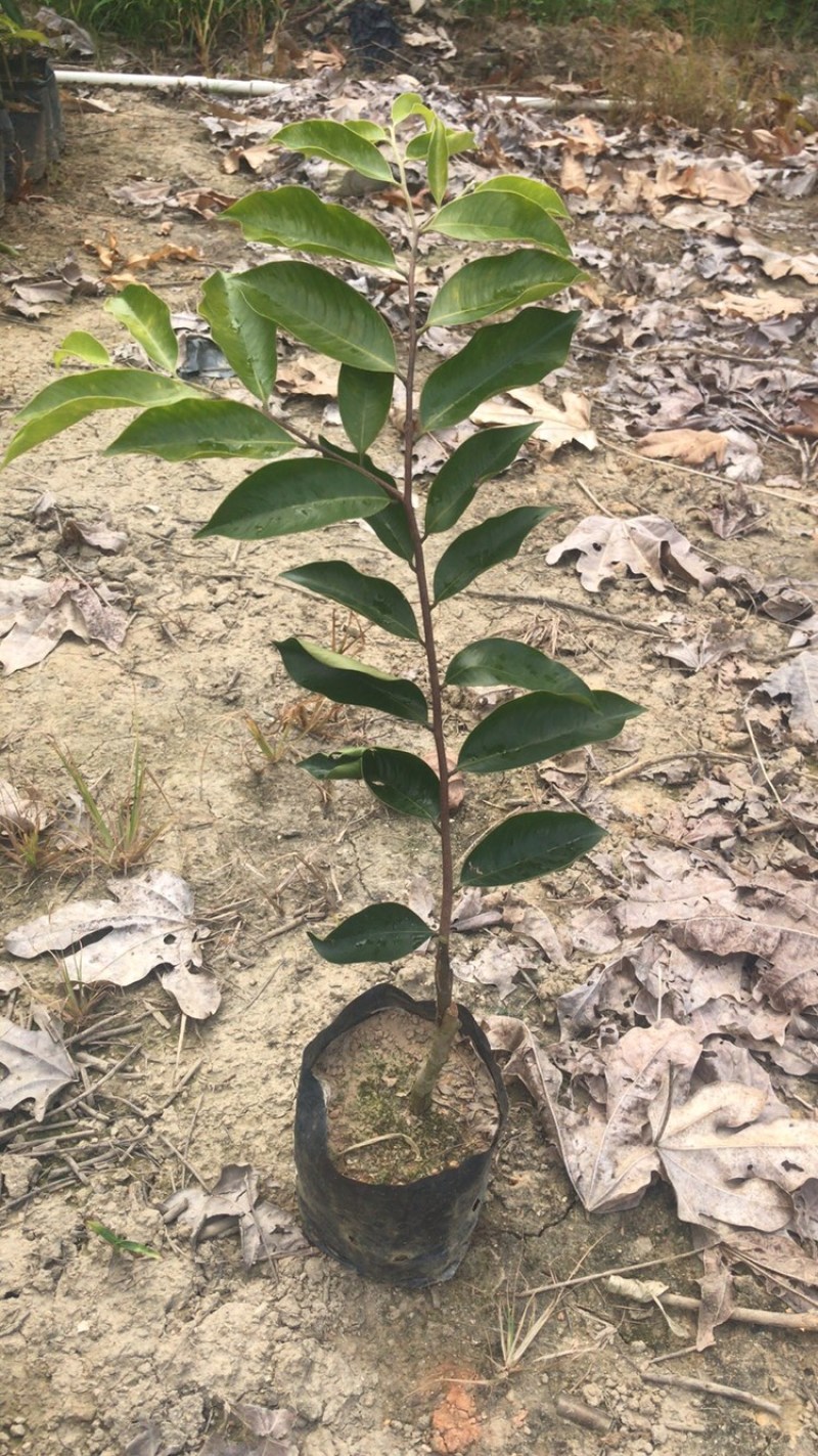 奇楠沉香树苗基地批发