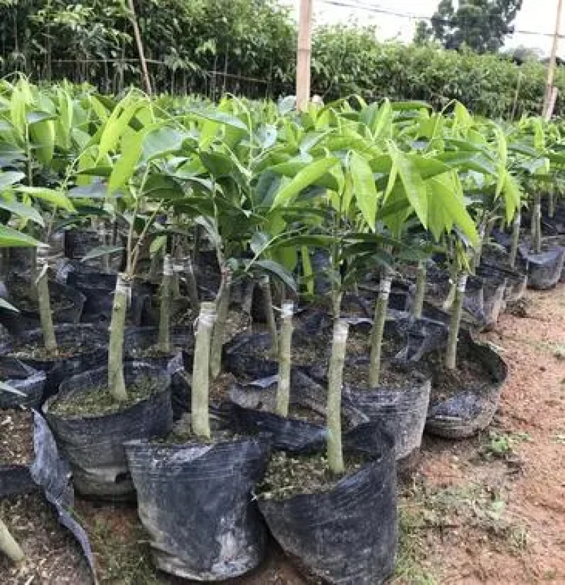 奇楠沉香树苗基地批发