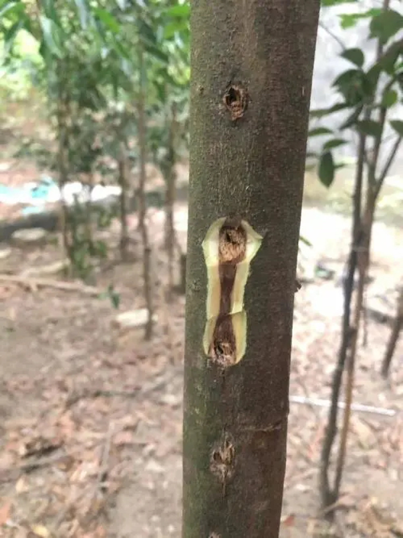 奇楠沉香树苗基地批发