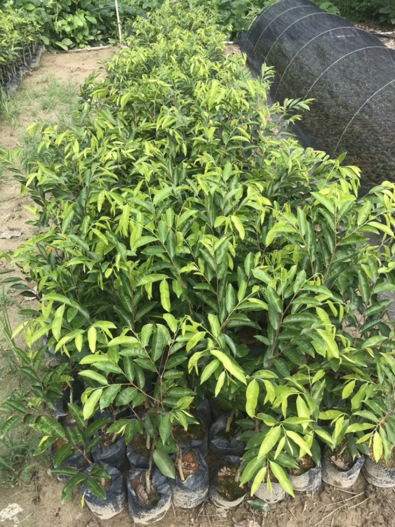 奇楠沉香树苗基地批发