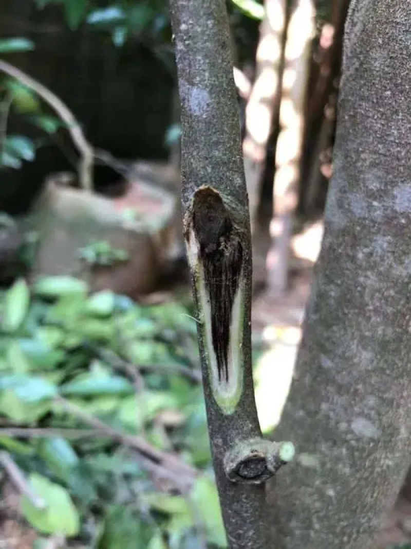 奇楠沉香树苗基地批发