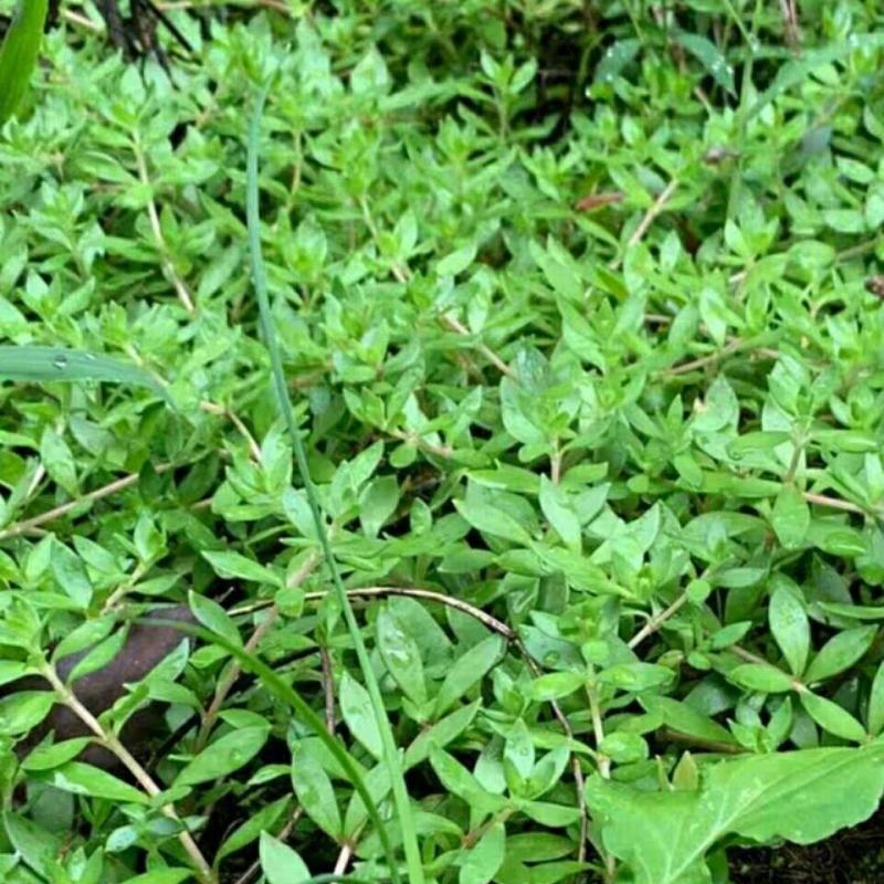 野生食用垂盆草新鲜瓜子草石指甲狗牙瓣盆