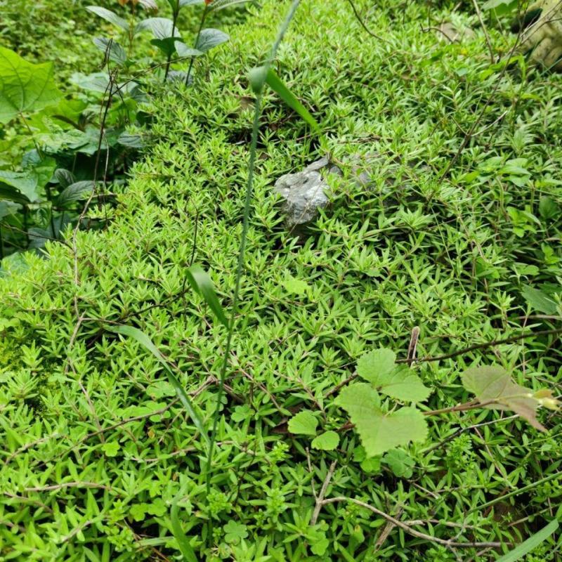 野生食用垂盆草新鲜瓜子草石指甲狗牙瓣盆