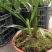 春兰素花