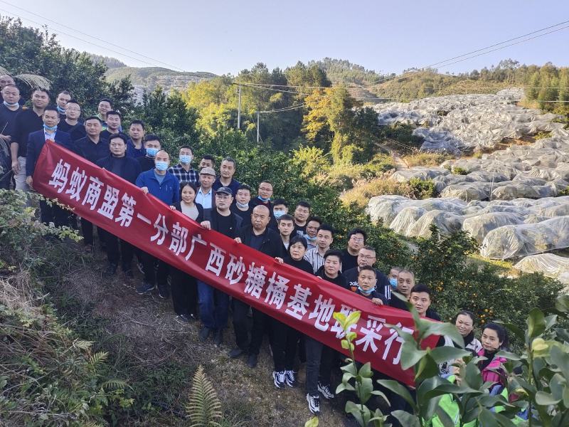 荔浦砂糖桔35-60mm果12000斤起超市定制直供报价