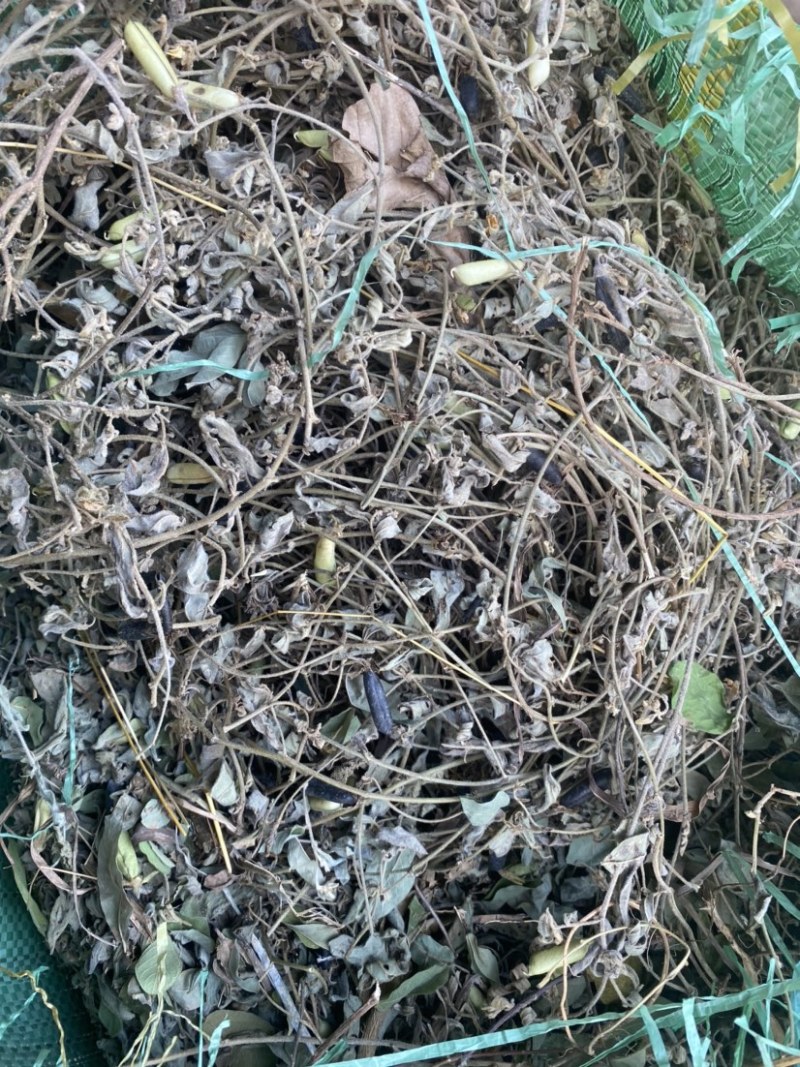 云南野生响铃草狗响铃野花生产地现货供应