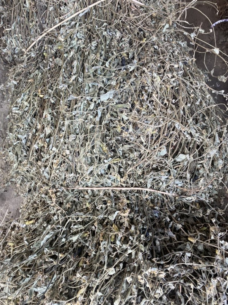 云南野生响铃草狗响铃野花生产地现货供应