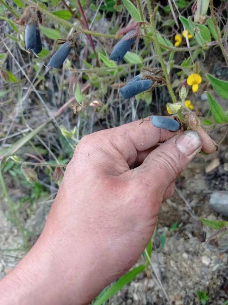 云南野生响铃草狗响铃野花生产地现货供应