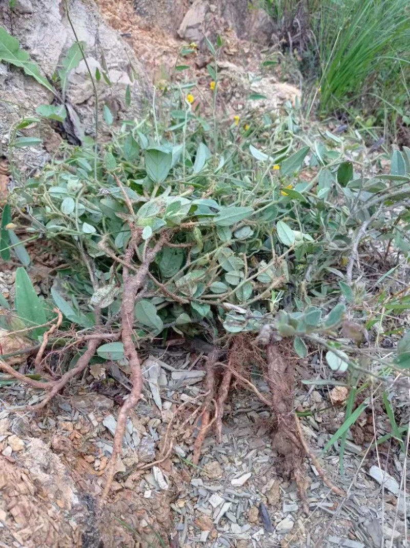 云南野生响铃草狗响铃野花生产地现货供应