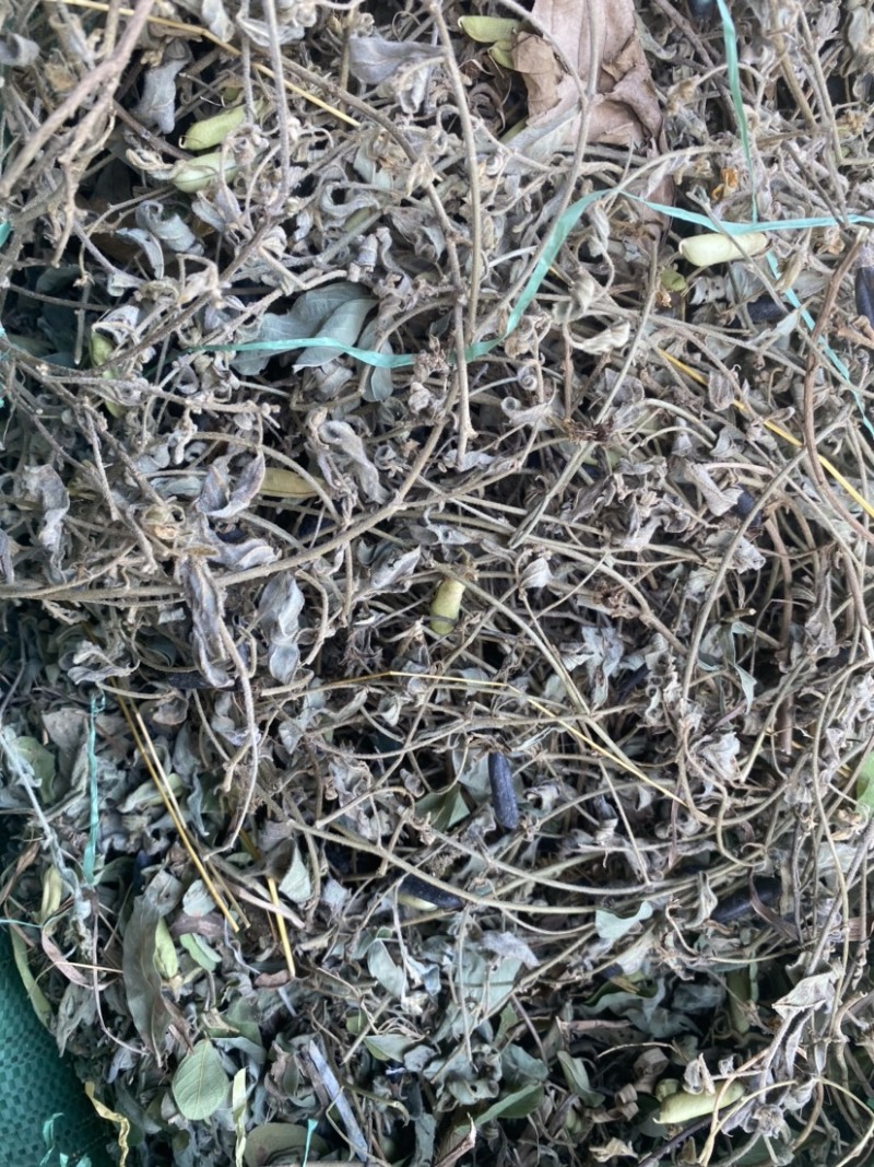 云南野生响铃草狗响铃野花生产地现货供应
