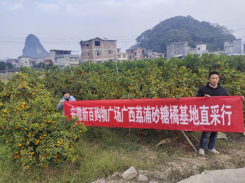 荔浦砂糖桔35-60mm果12000斤起超市定制直供报价