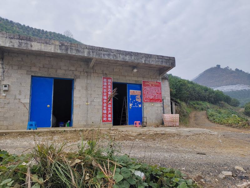 荔浦砂糖桔35-60mm果12000斤起超市定制直供报价