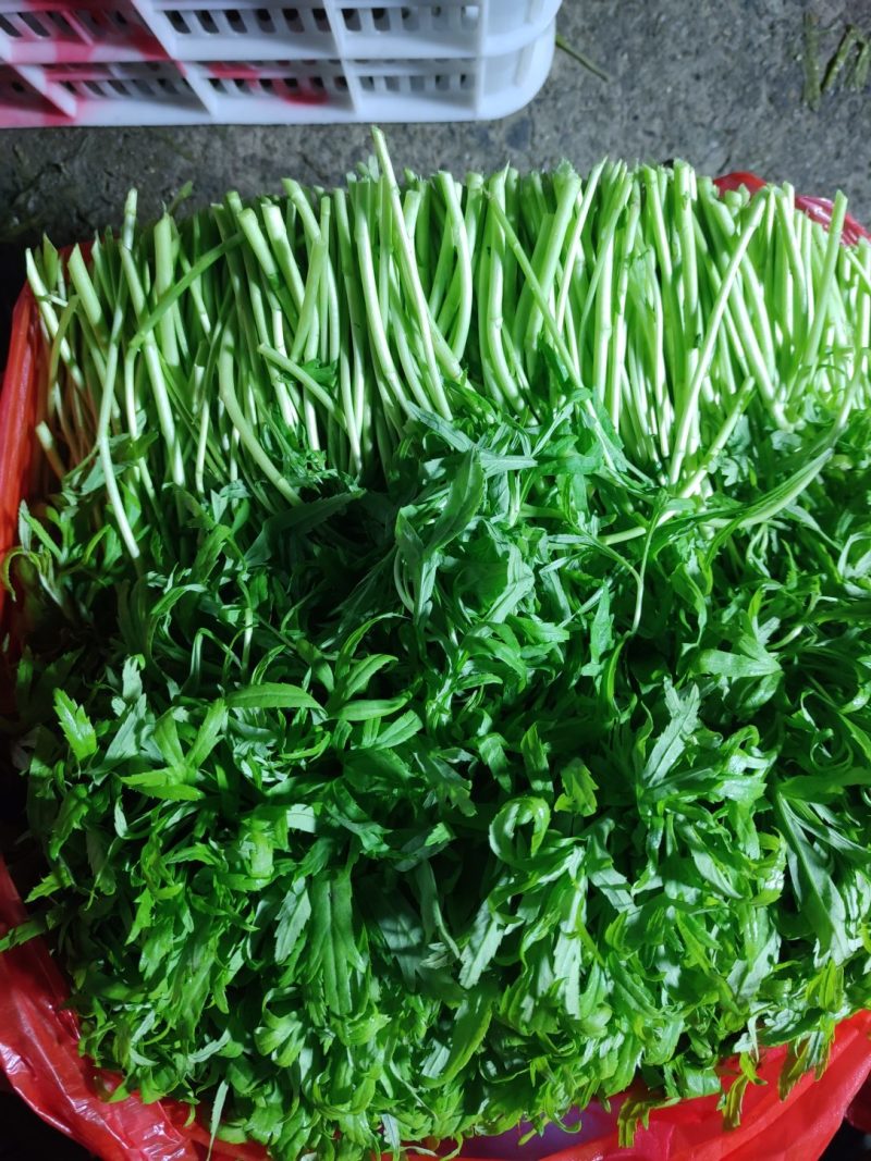 芦蒿鲜嫩长期供应