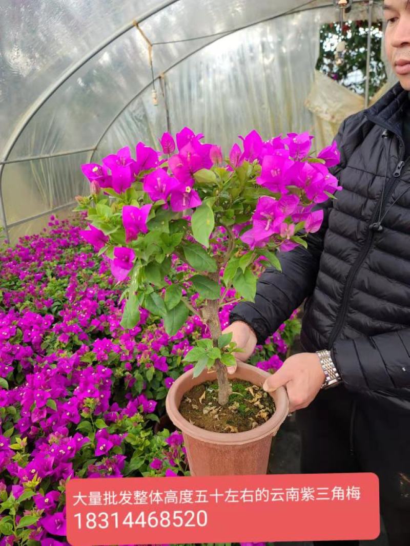 【推荐】三角梅云南紫花三角梅苗圃直发提供技术