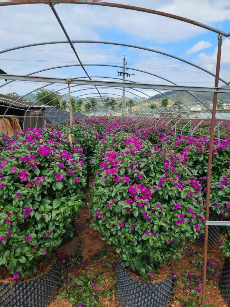 【推荐】三角梅云南紫花三角梅苗圃直发提供技术