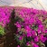 【推荐】三角梅云南紫花三角梅苗圃直发提供技术