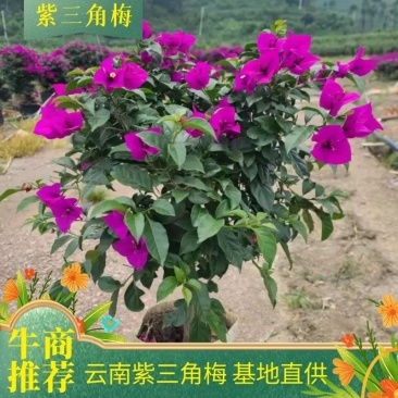 【三角梅】云南紫三角梅产地直发货源充足可视频看货