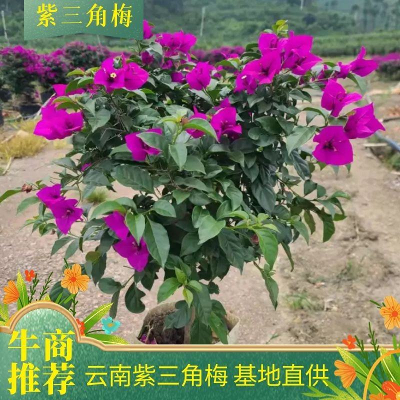 【三角梅】云南紫三角梅产地直发货源充足可视频看货