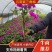 【三角梅】云南紫三角梅杆子高度40分冠幅20分苗圃直发
