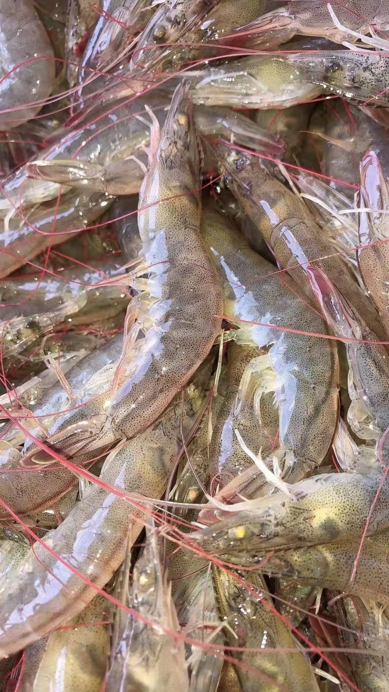 鲜海虾仁深海鲜虾凤尾虾活虾现剥手工新鲜无添加