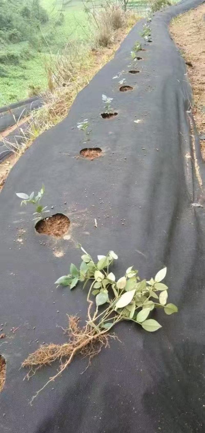 防草布