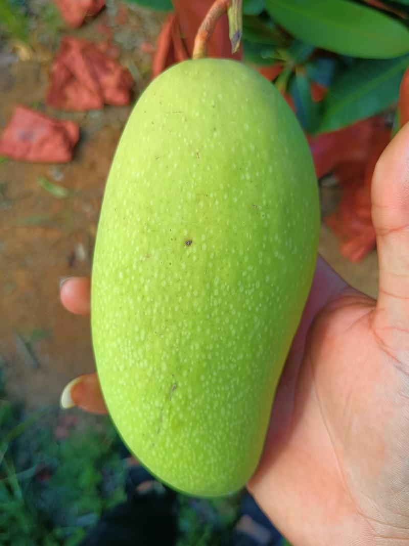 海南热带产地水果金煌芒