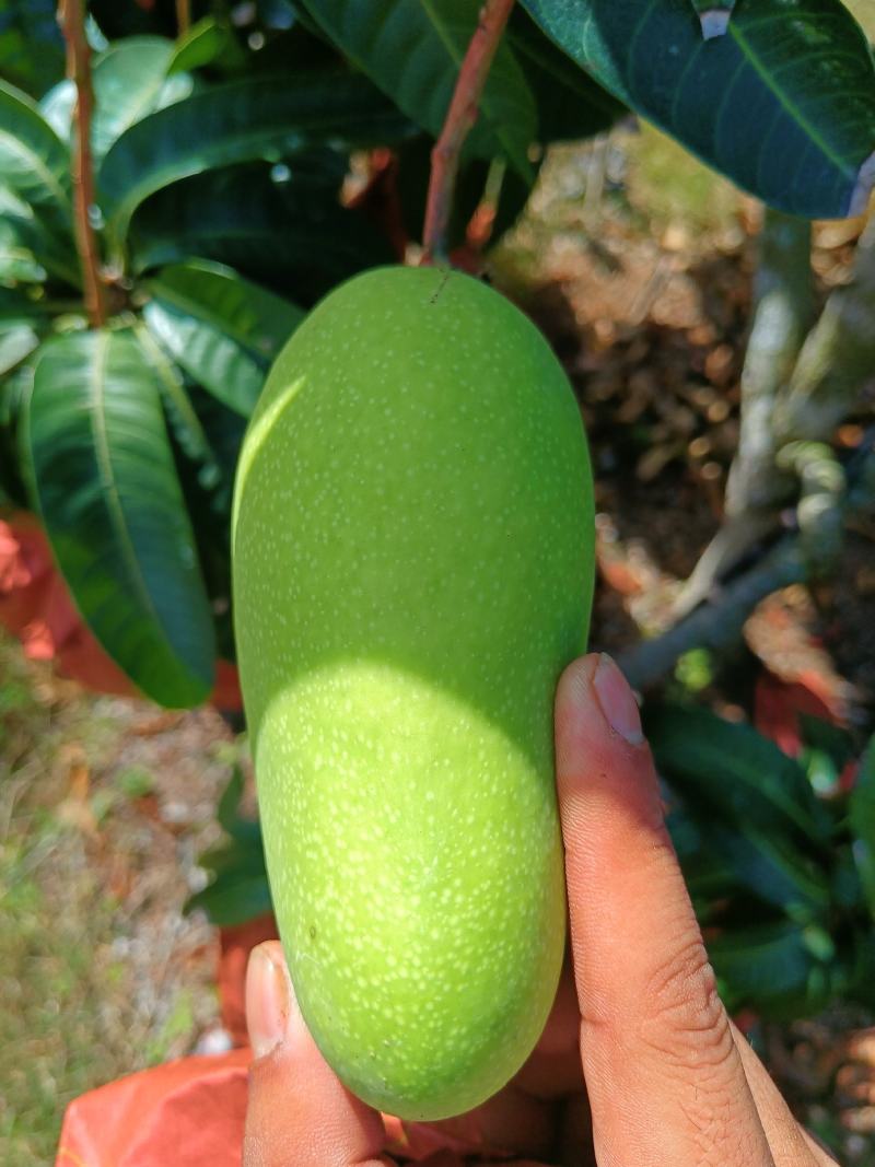 海南热带产地水果金煌芒