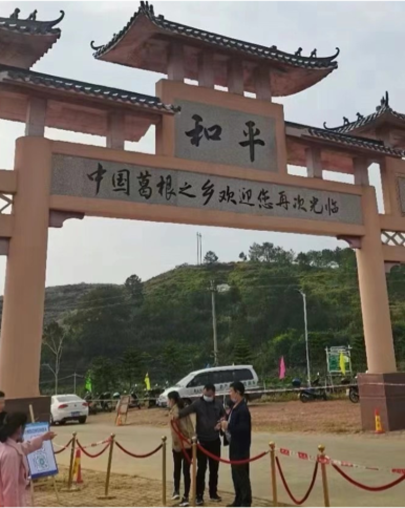 广西藤县葛根苗粉葛苗高产葛根苗粉葛苗