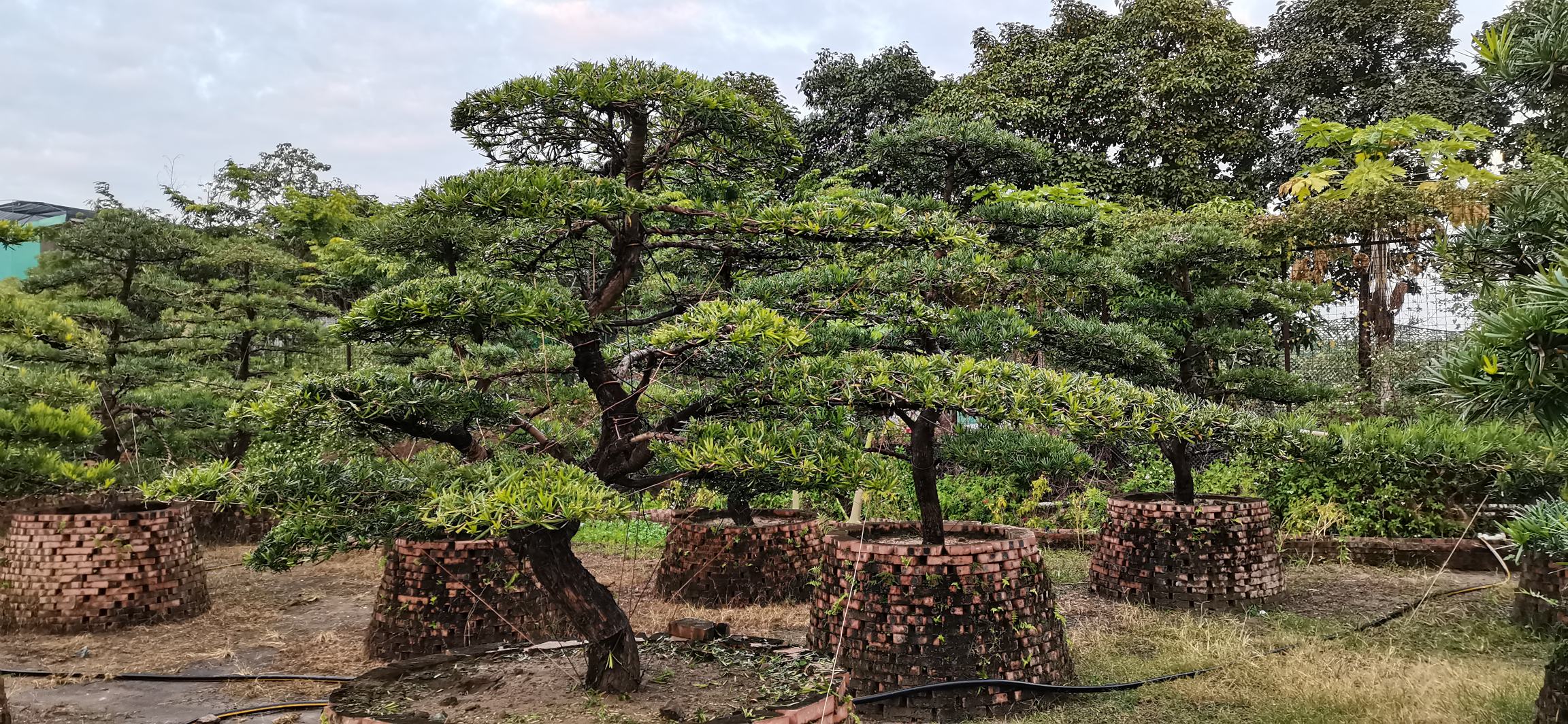 罗汉松盆景在阳光下展示其翠绿叶姿