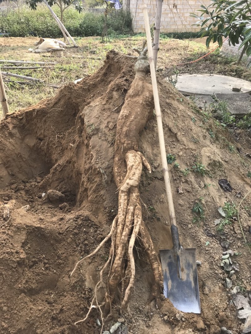 广西藤县葛根苗粉葛苗高产葛根苗粉葛苗