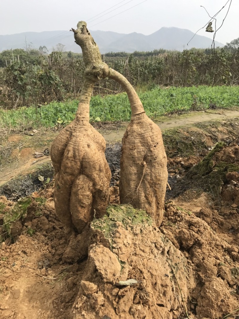 广西藤县葛根苗粉葛苗高产葛根苗粉葛苗