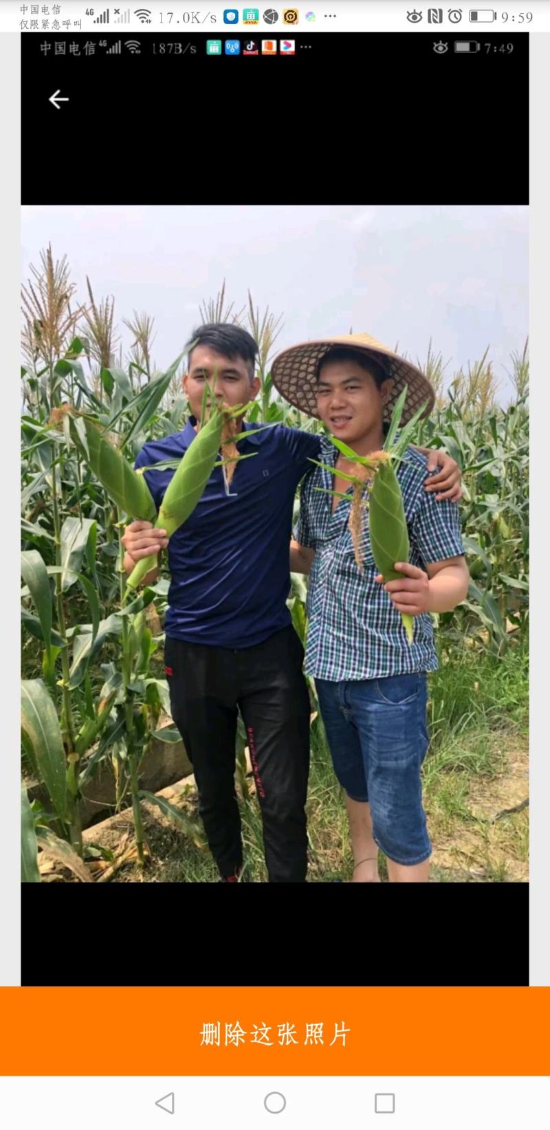 高产优质，杂交种子