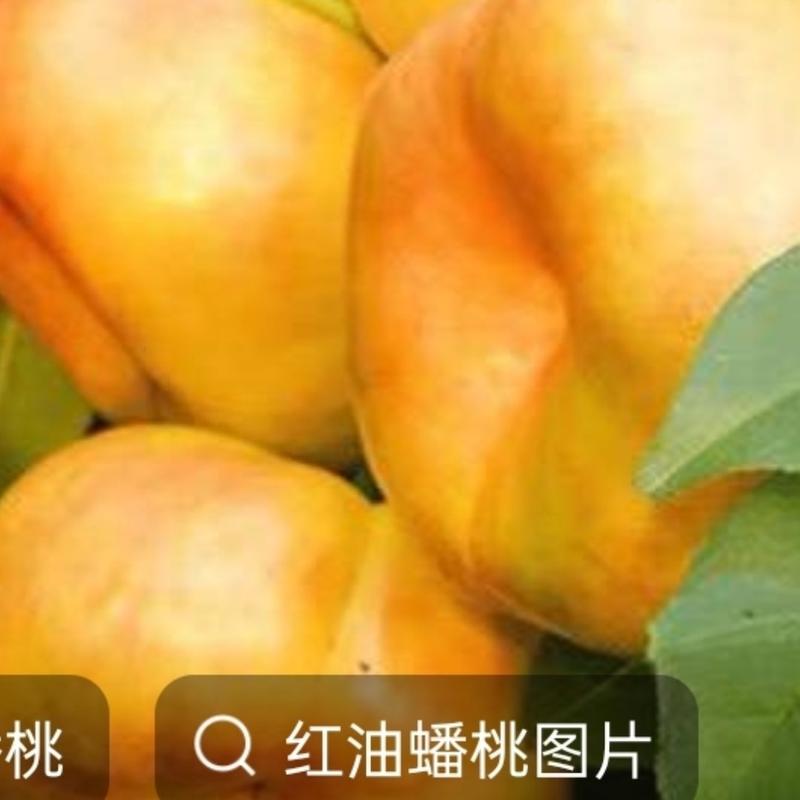 桃苗出售各种规格的桃树苗毛桃，黄金油蟠，早中晚品种欢迎新