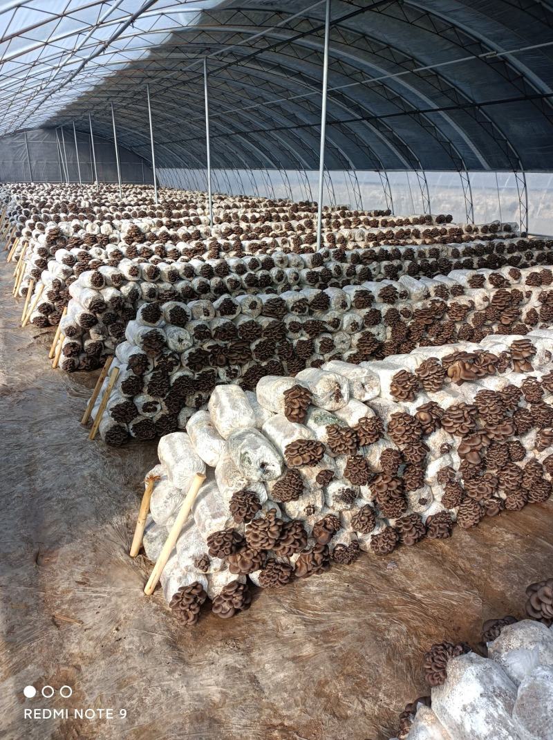2025年10月9日新鲜出炉的平菇，干平菇，开始上市了