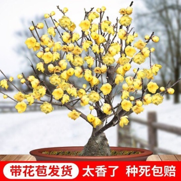 带花苞梅花腊梅红梅绿梅盆栽地栽耐寒耐旱四季开花包